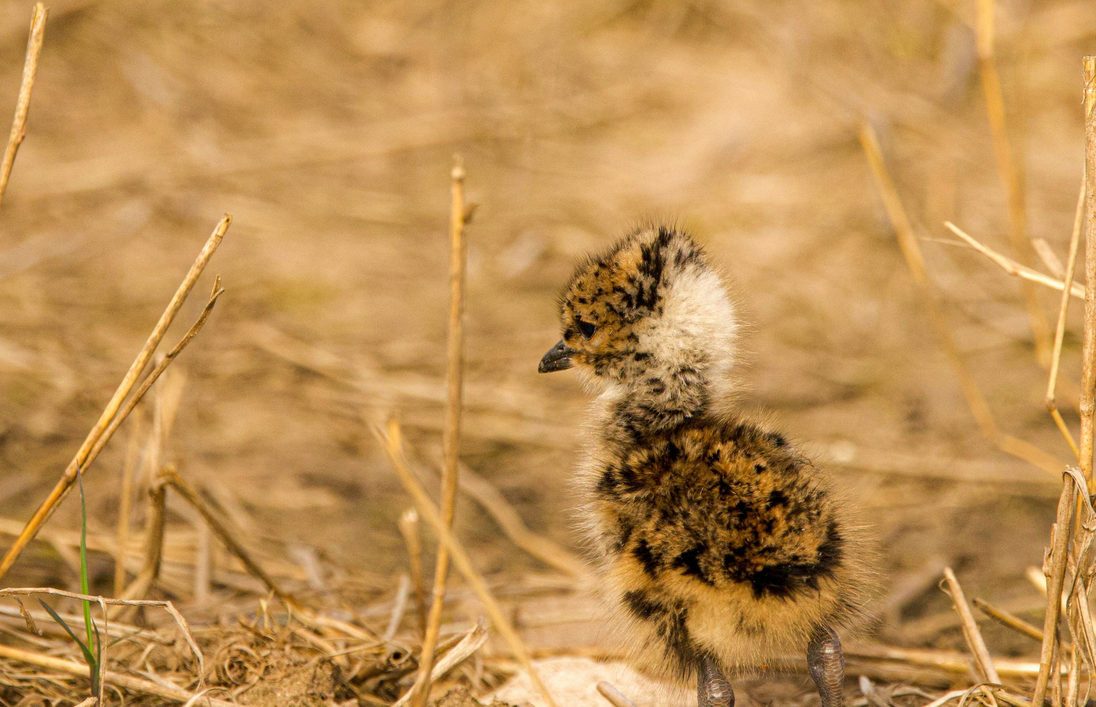 lapwing chick