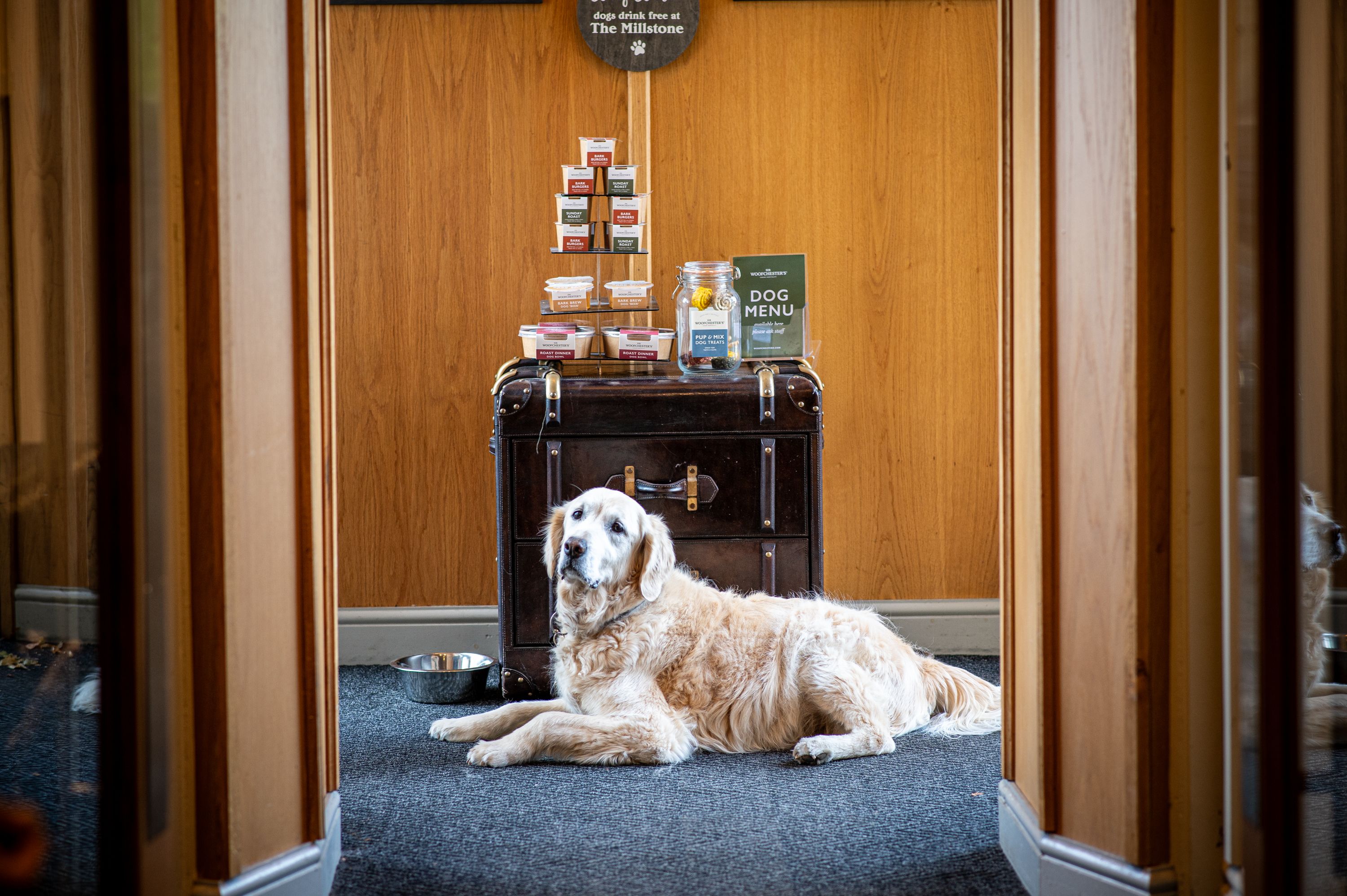 golden retriever at the millstone