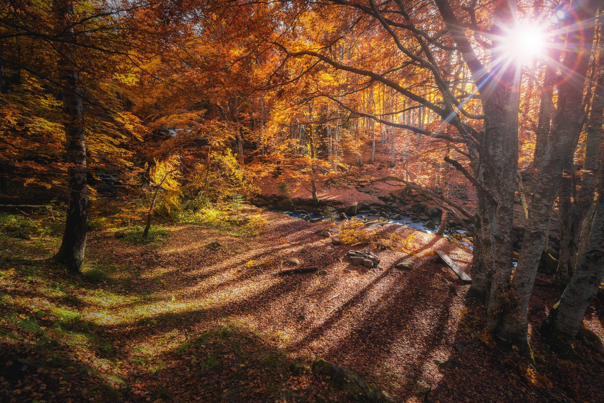 forest of bowland autumn