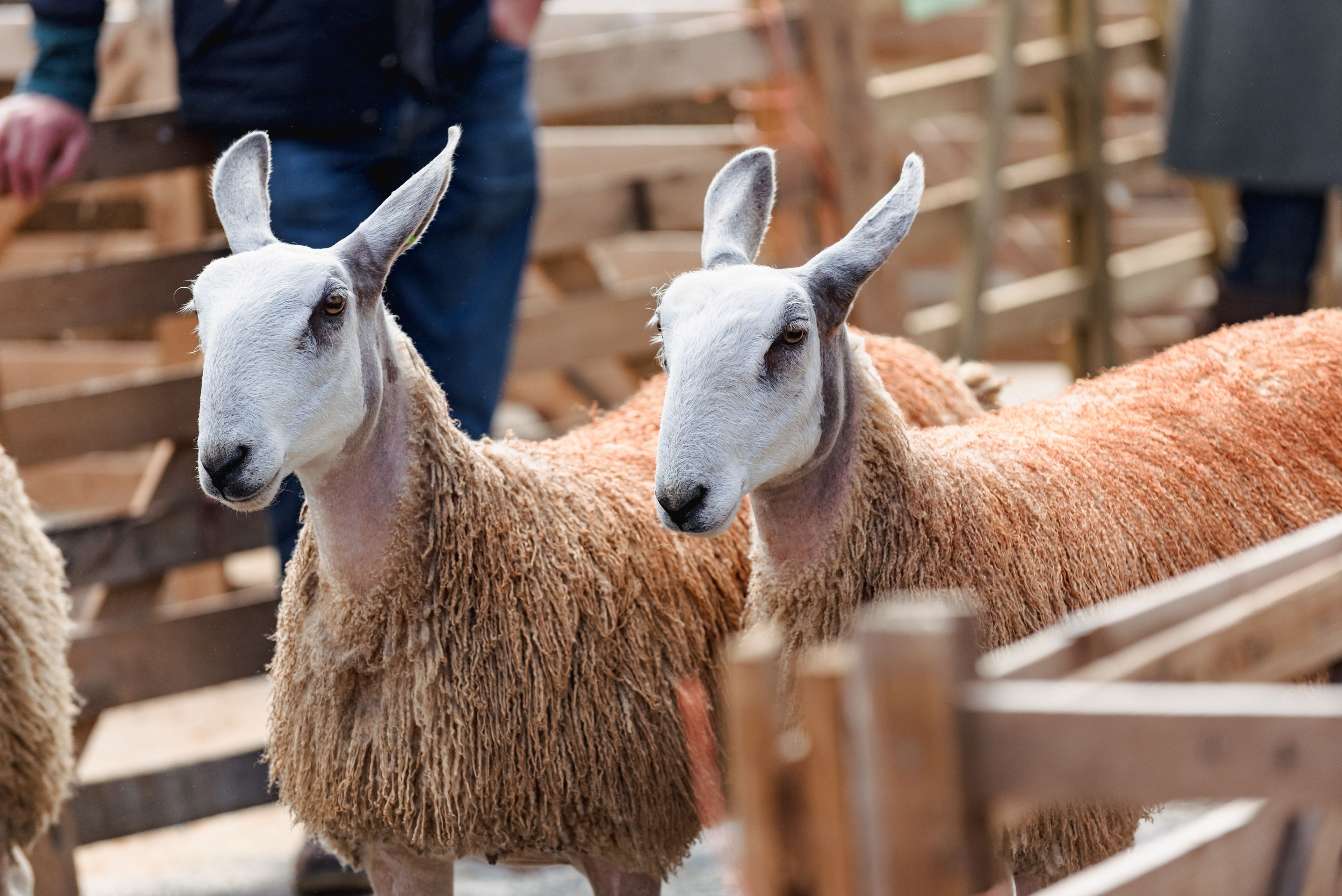 sheep at an agricultural show